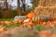 Find out what's on in Fife this Halloween